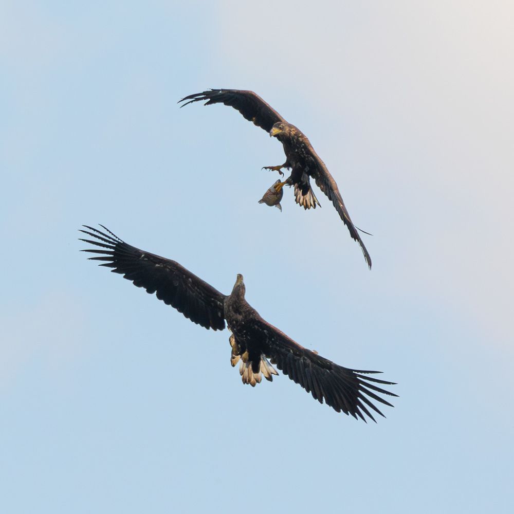 Photo 2463751