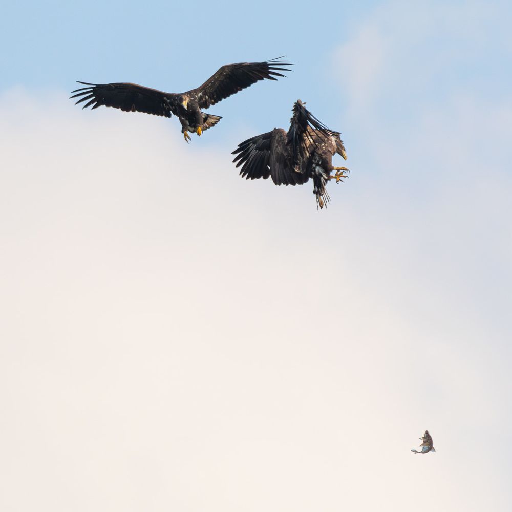 Photo 2463752