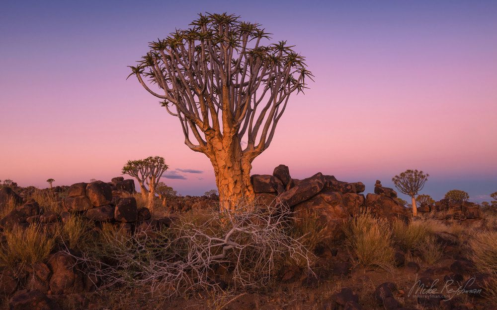 Kokerboom (Aloe tree)