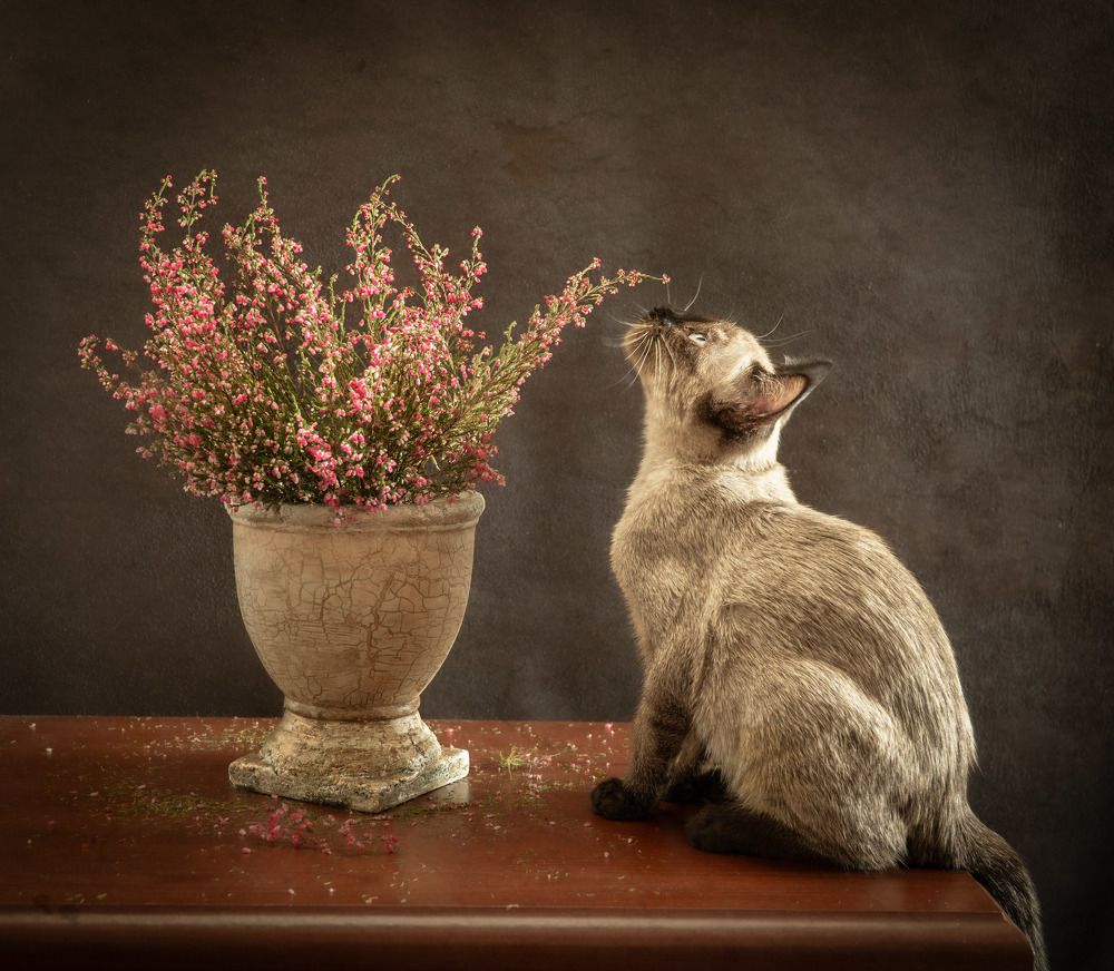 Kitty