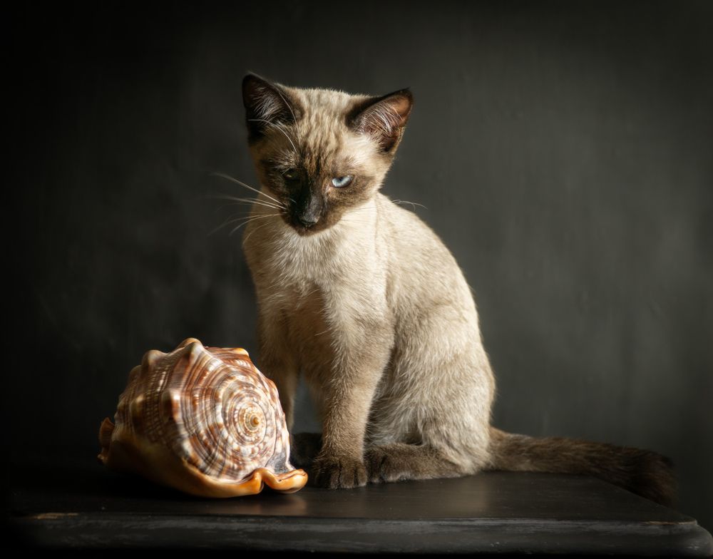 Kitty