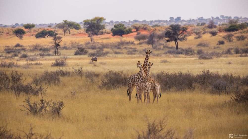 Wildlife of Namibia