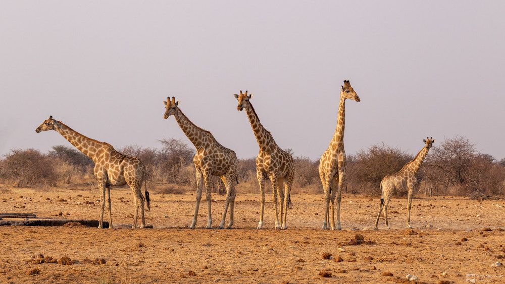 Wildlife of Namibia