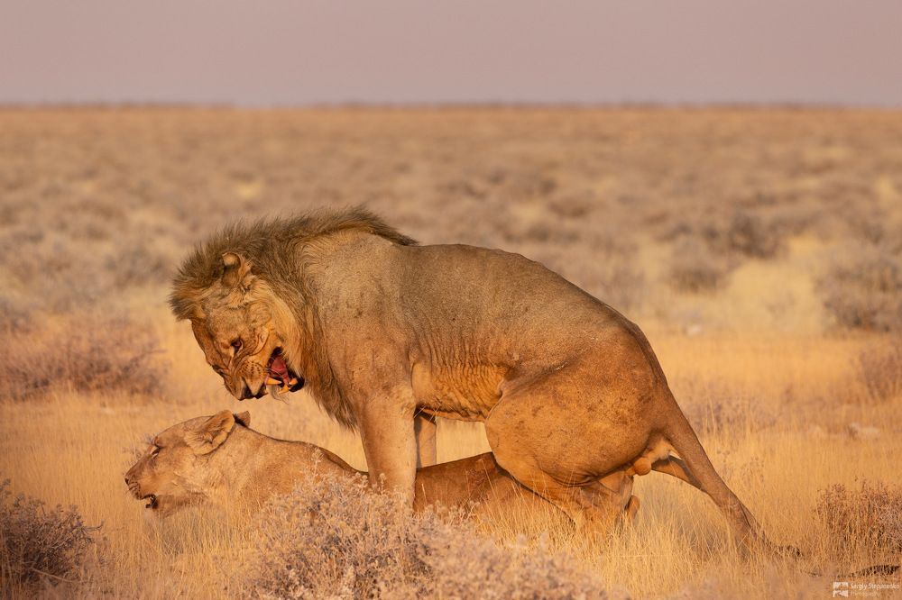 Wildlife of Namibia