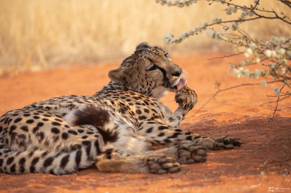 Wildlife of Namibia