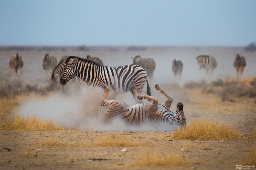 Wildlife of Namibia