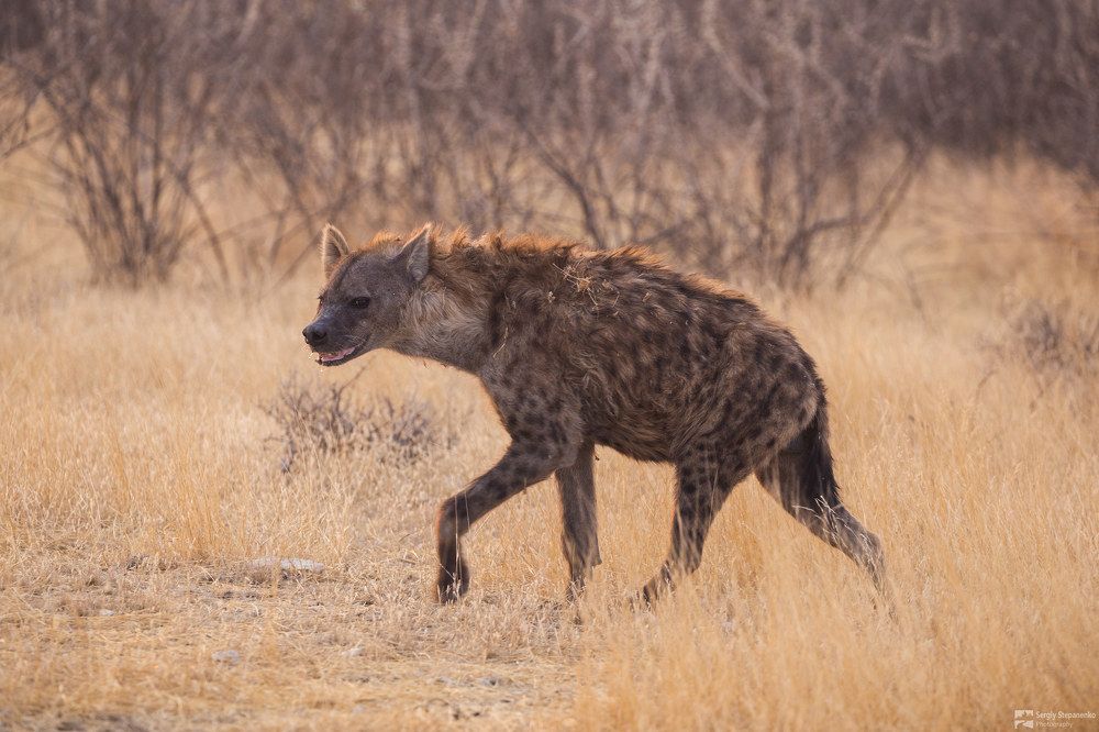 Wildlife of Namibia