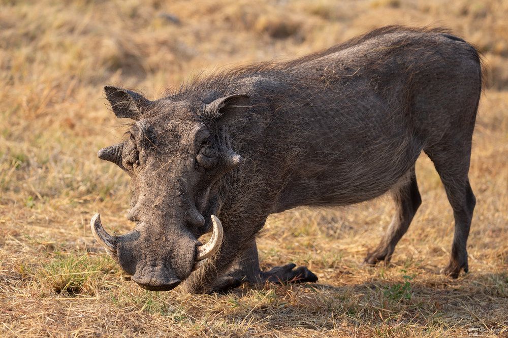 Wildlife of Namibia