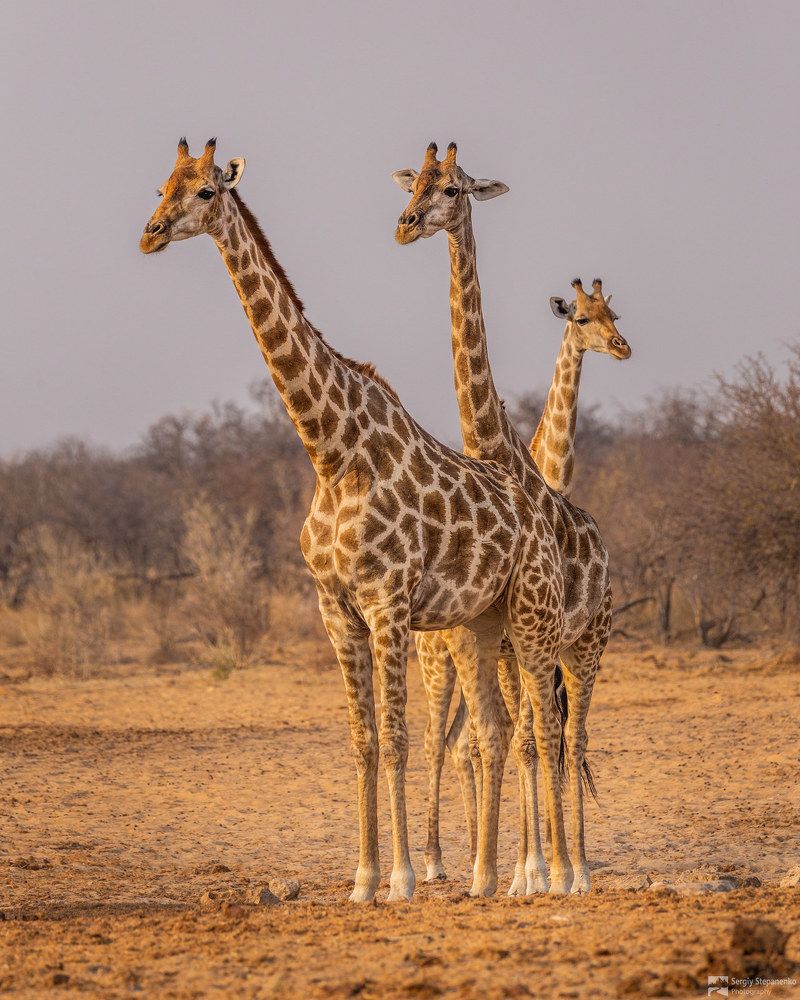 Wildlife of Namibia