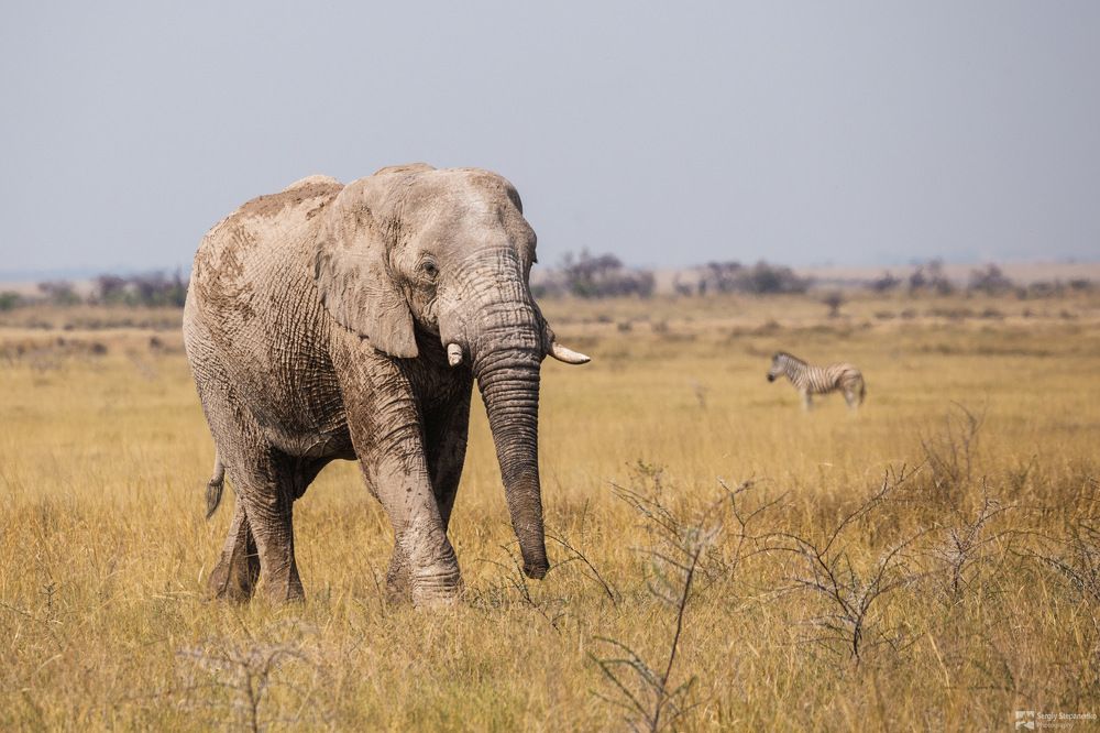 Wildlife of Namibia