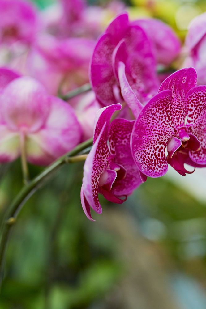 Saigon Spring Flower Festival