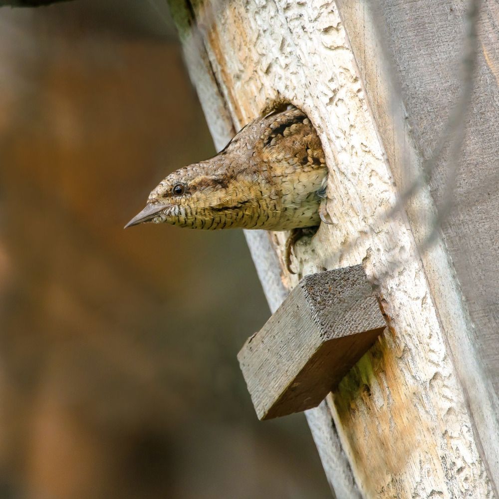 Eurasian Wryneck Вертишейка