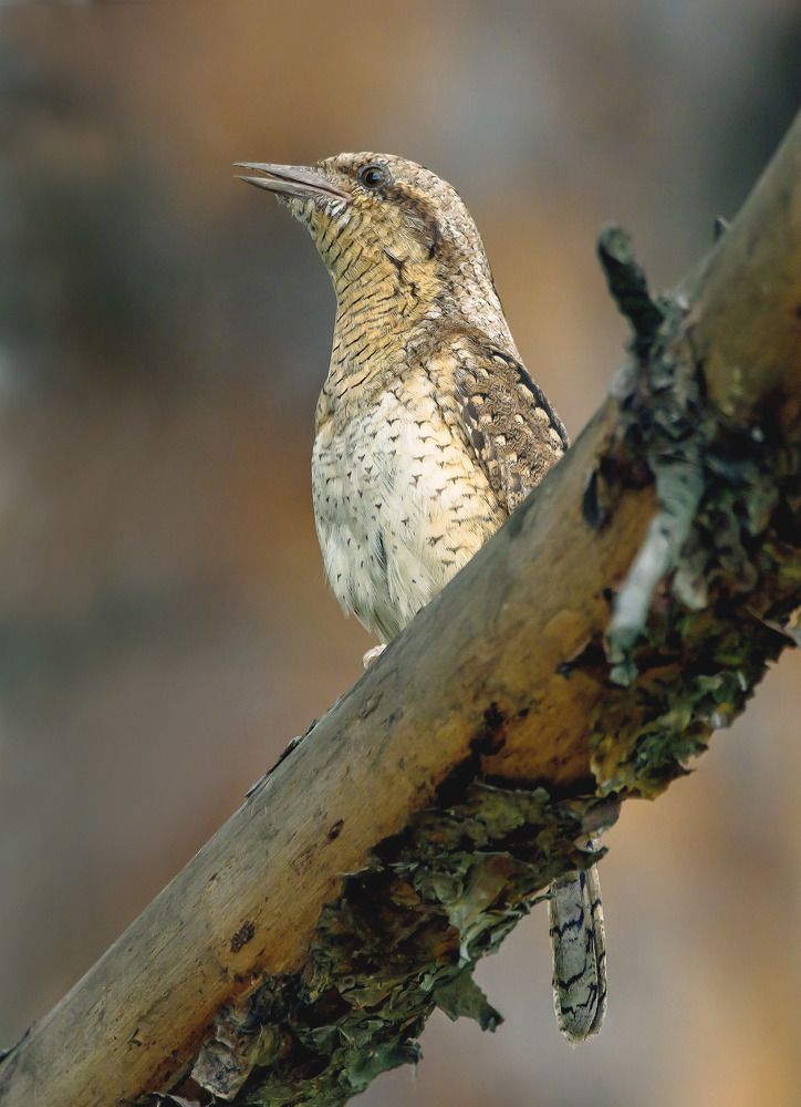 Eurasian Wryneck Вертишейка