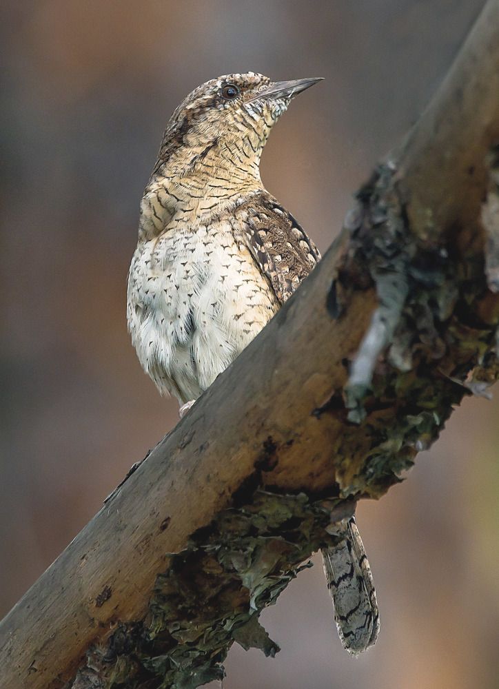 Eurasian Wryneck Вертишейка