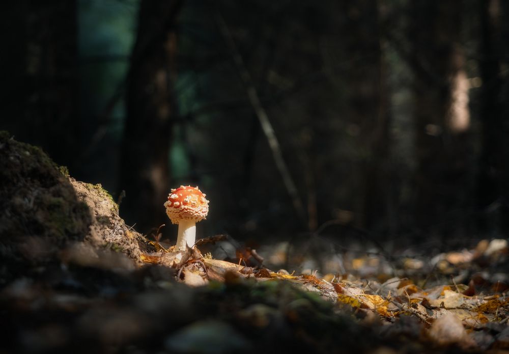 Осень под ногами