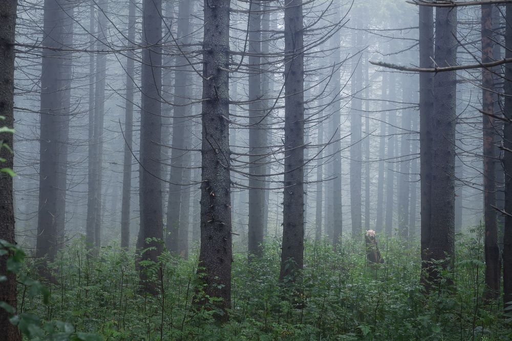В лесном тумане