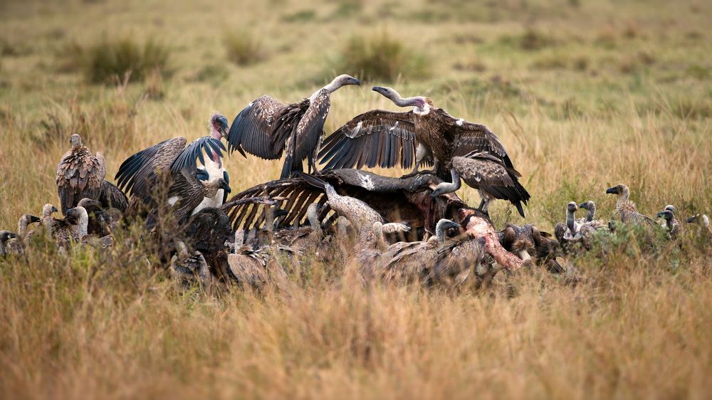 Слоны тоже плачут...