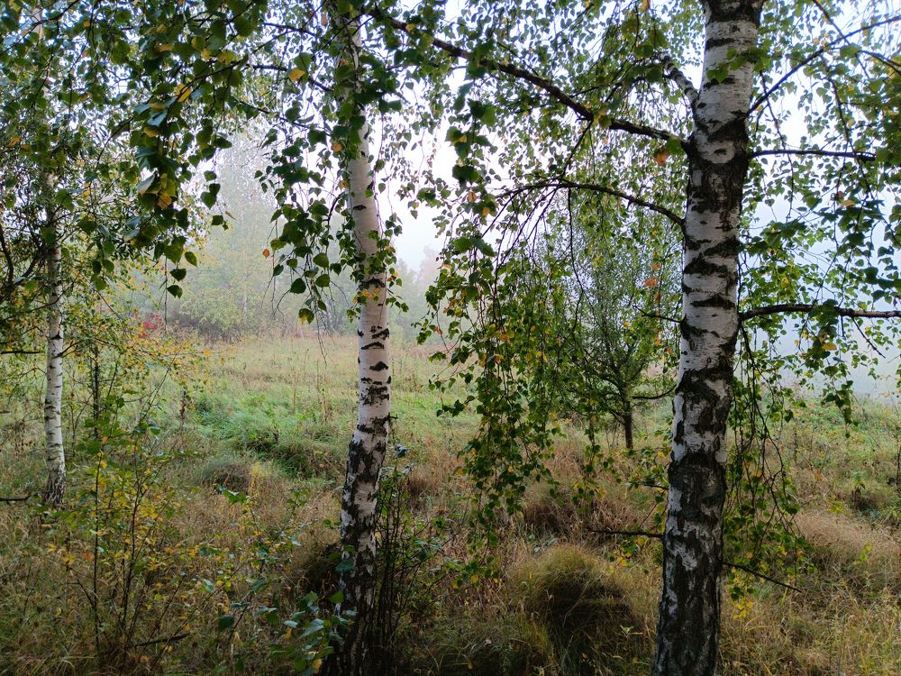 Photo 2467869