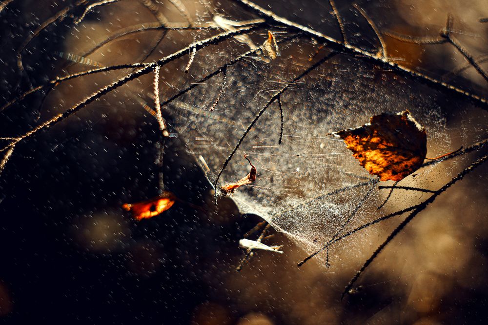 Photo 2467921