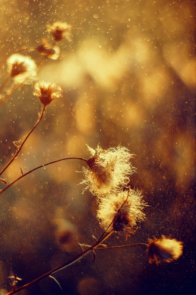 Photo 2467923