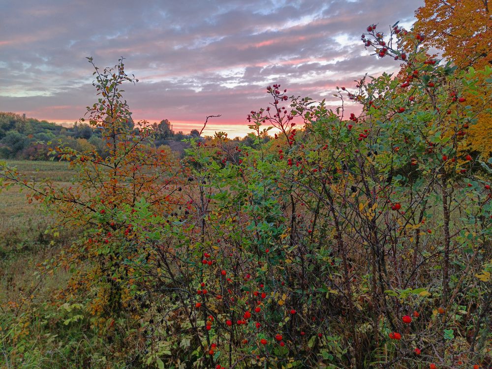 Photo 2468407