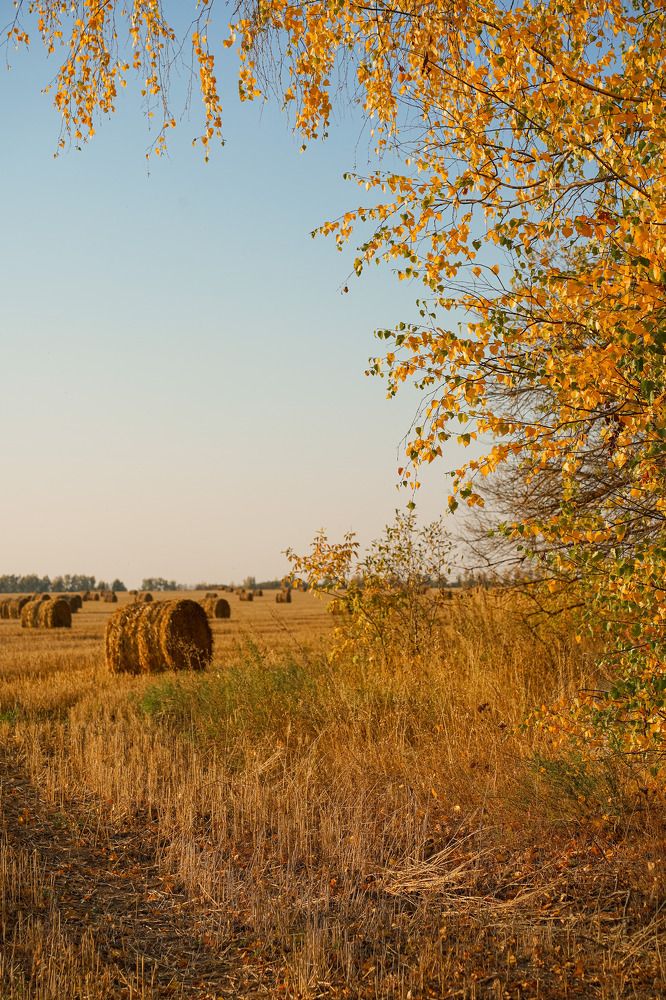 Осеннее