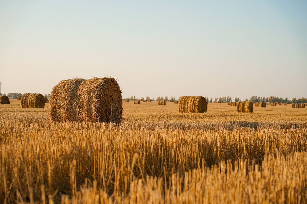 Осеннее