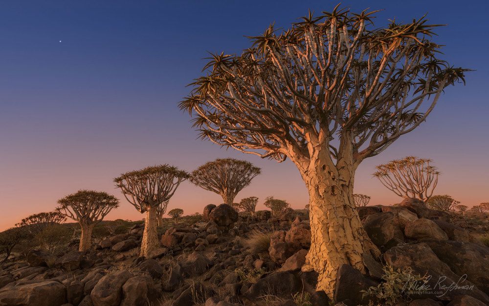 Kokerbooms (Aloe trees)
