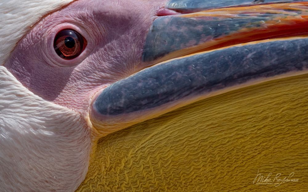 Great white pelican