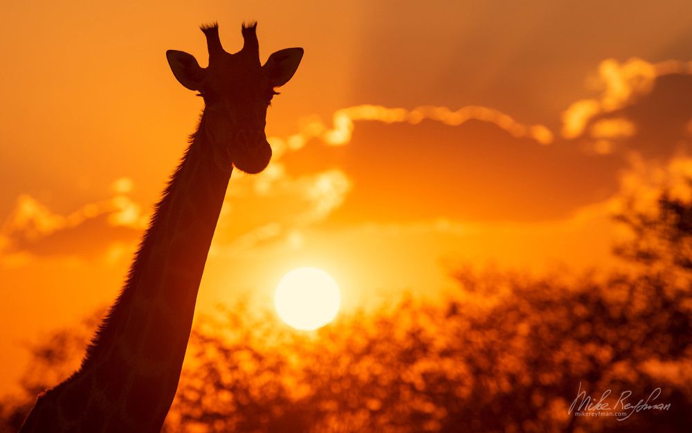 Giraffe @ sunset