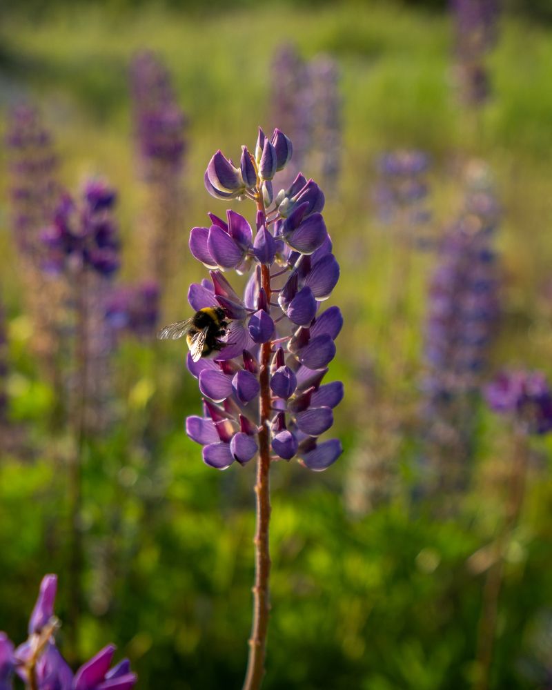 Photo 2469155