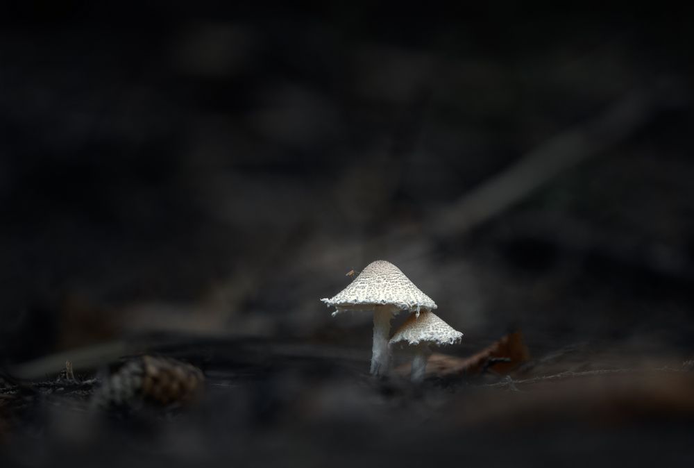 Осень под ногами