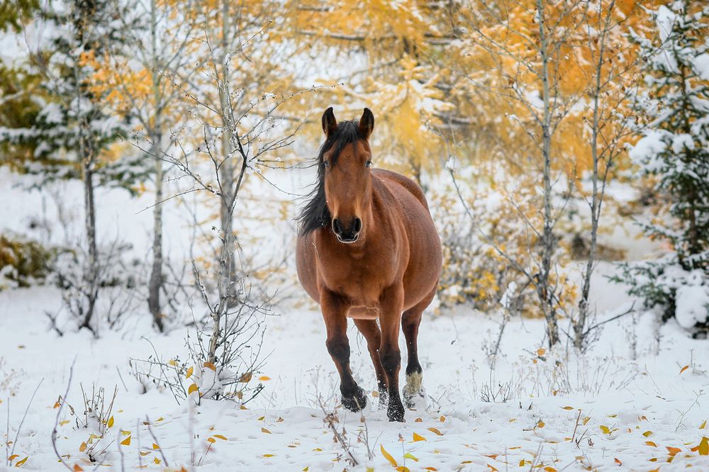 Лошади Алтая