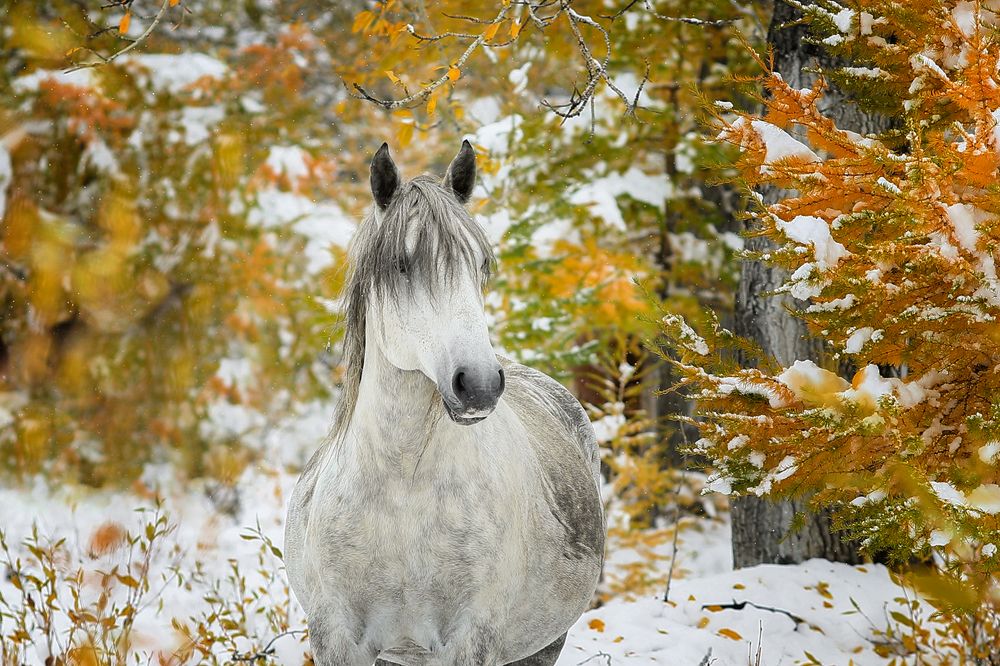 Лошади Алтая