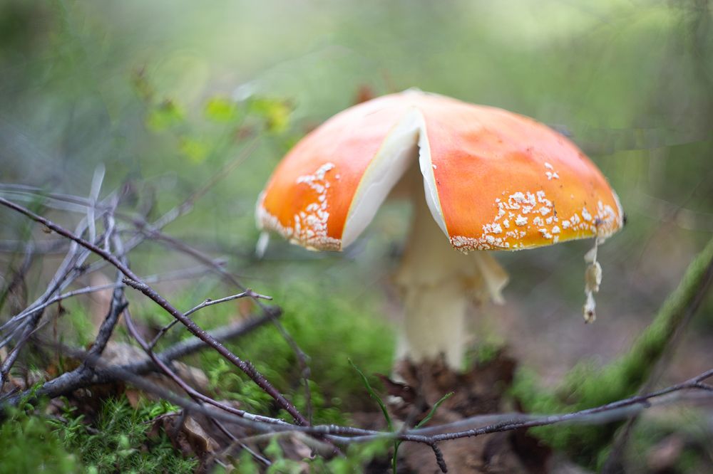 Photo 2469791
