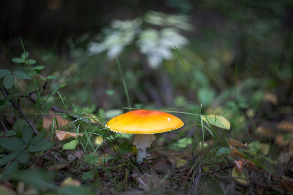 Photo 2469792