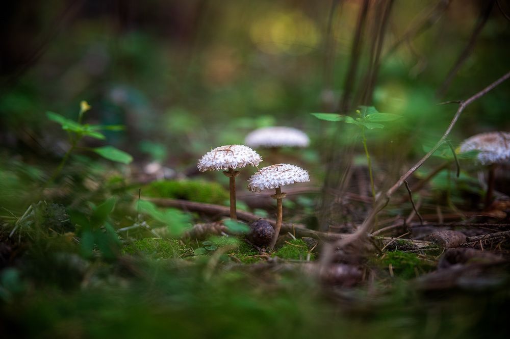 Краски осени