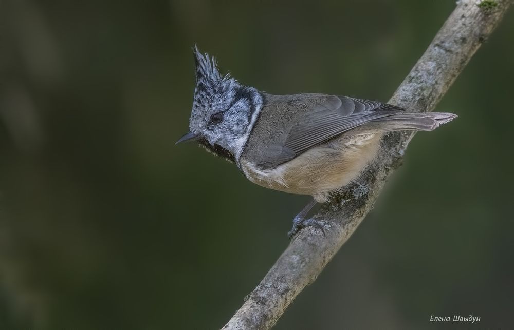 European crested tit