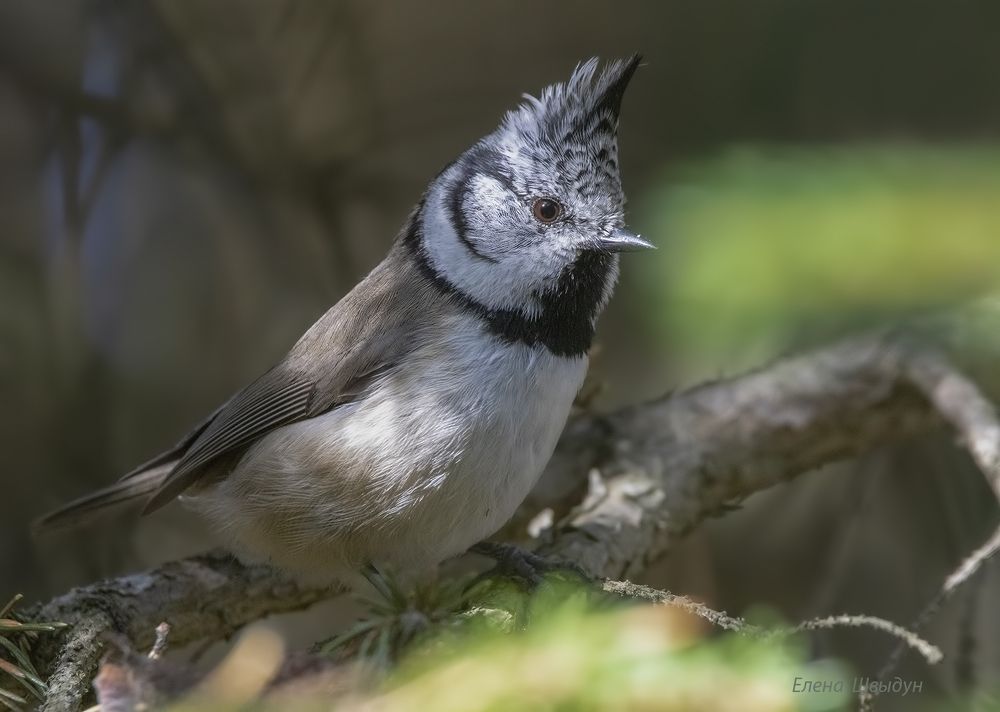 European crested tit