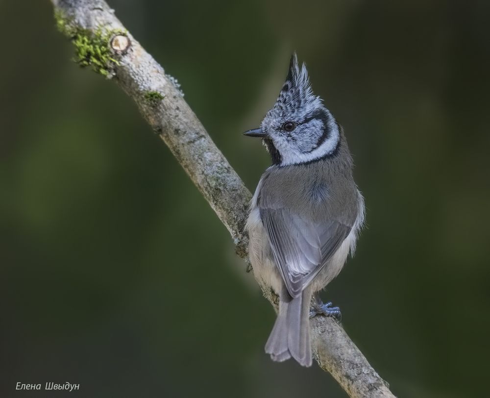 European crested tit