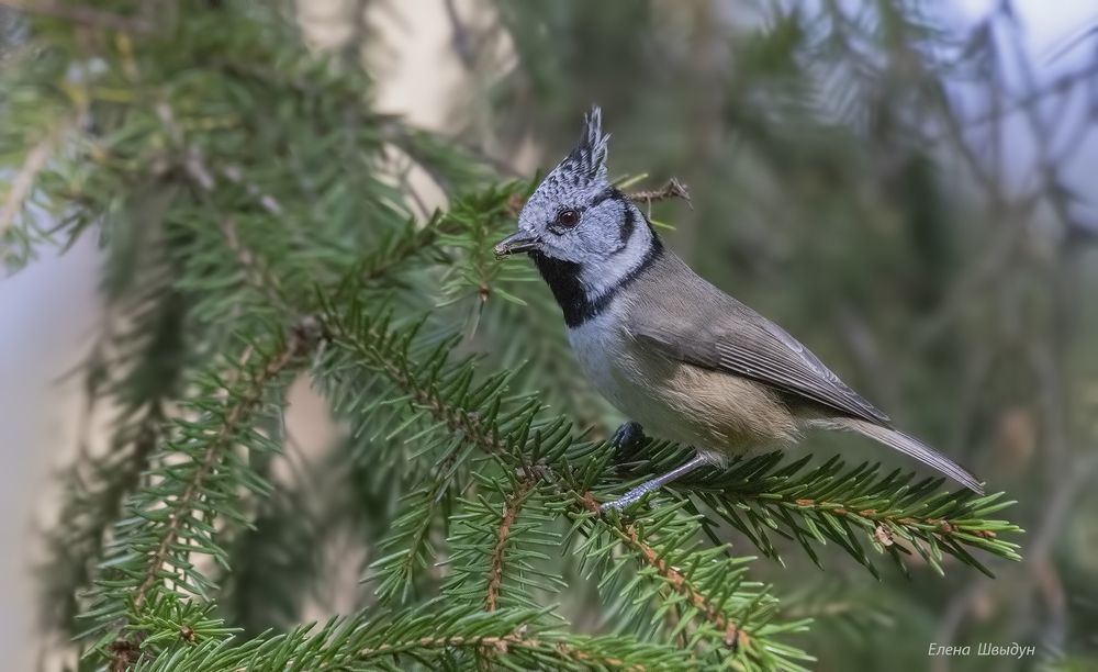 European crested tit