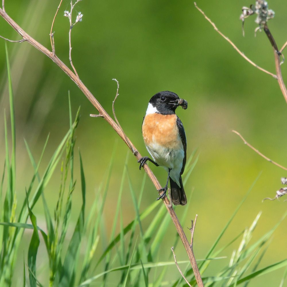 Common Stonechat. Черноголовый чекан