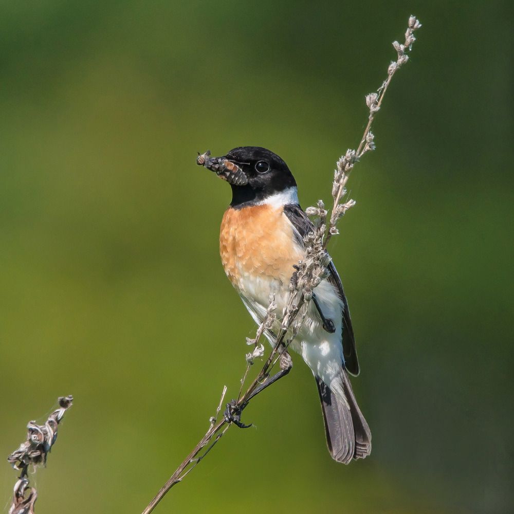 Common Stonechat. Черноголовый чекан