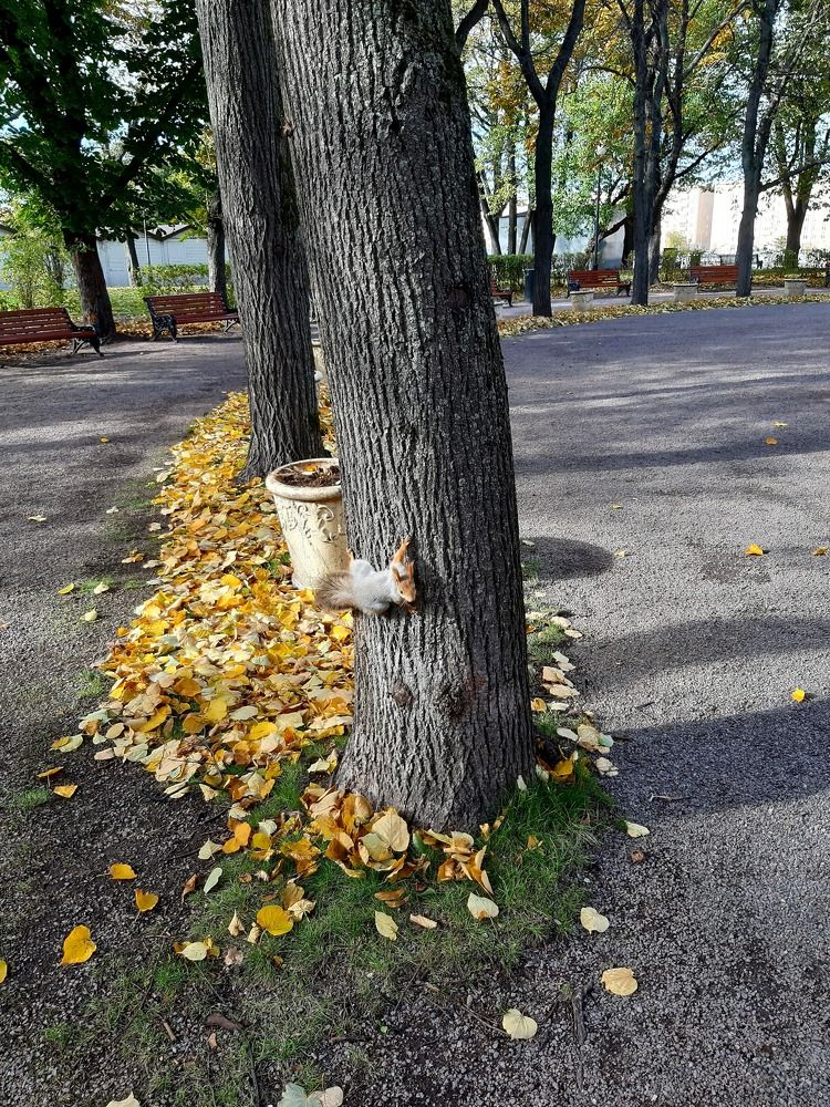 Что такое осень