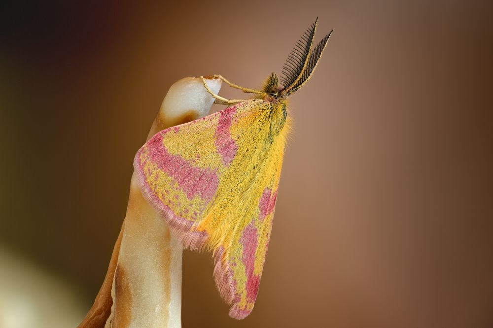 Lythria cruentaria
