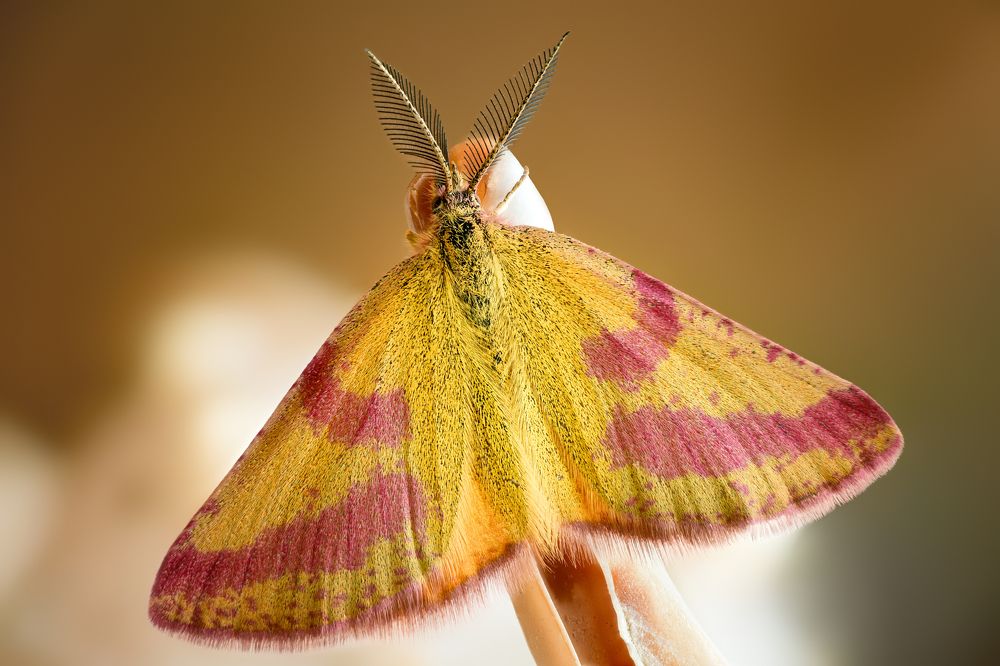 Lythria cruentaria