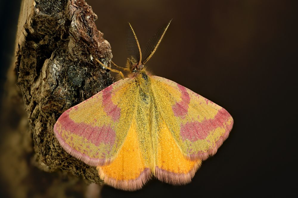 Lythria cruentaria