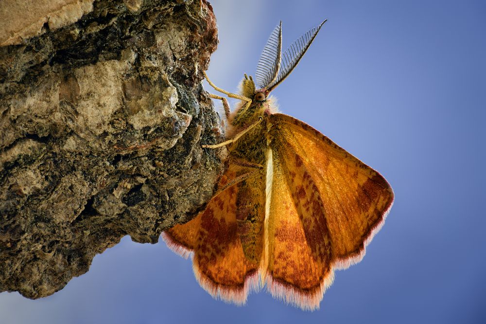 Lythria cruentaria