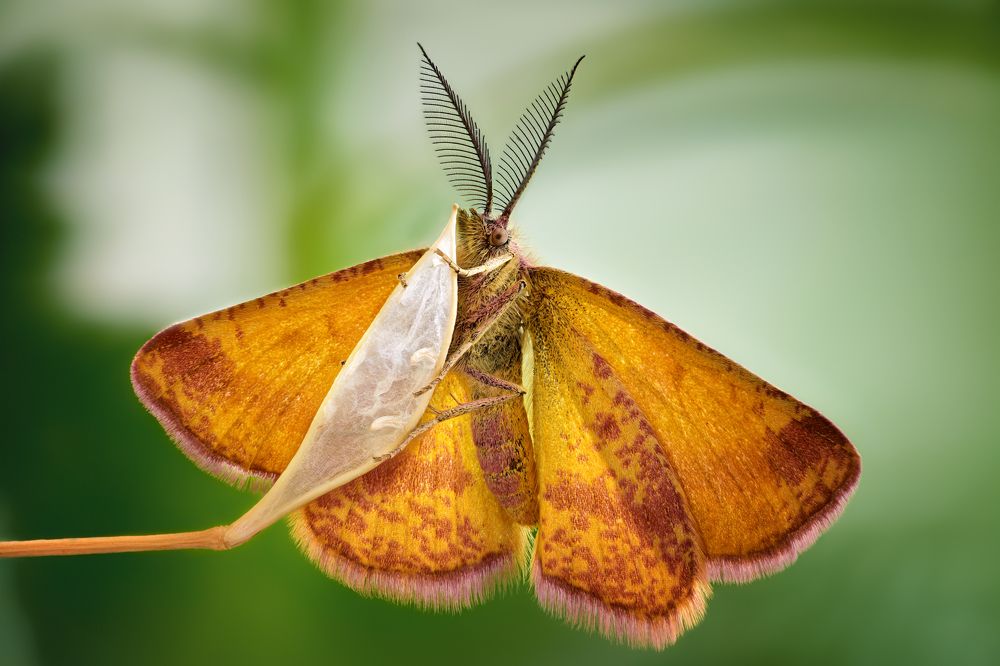 Lythria cruentaria