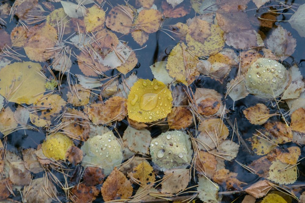 Осенняя вода Кольского полуострова